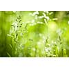 Summer flowering grass and green plants in June sunshine with copy space