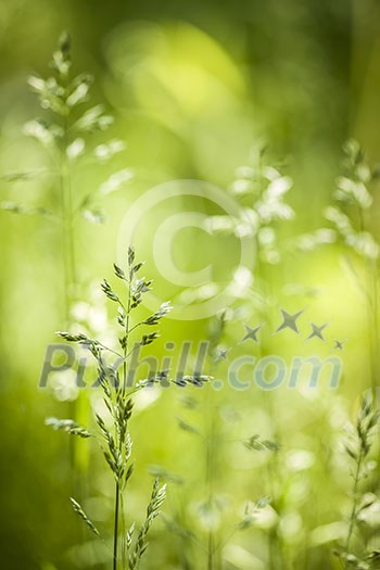 Summer flowering grass and green plants in June sunshine with copy space