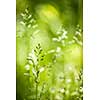 Summer flowering grass and green plants in June sunshine with copy space