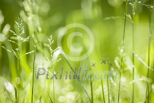 Summer flowering grass and green plants in June sunshine with copy space