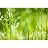 Summer flowering grass and green plants in June sunshine with copy space