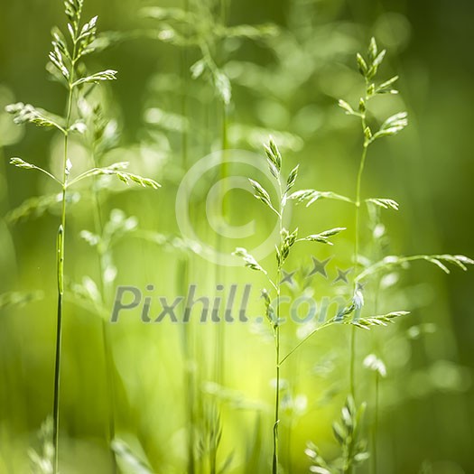 Summer flowering grass and green plants in June sunshine