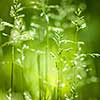 Summer flowering grass and green plants in June sunshine