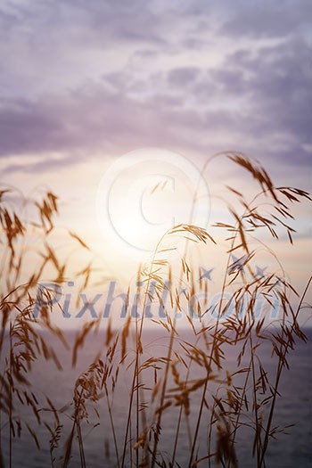 Tall grass stalks closeup against setting sun over lake Tall grass stalks closeup against setting sun over lake
