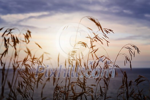 Tall grass stalks closeup against setting sun over sunset lake and sky