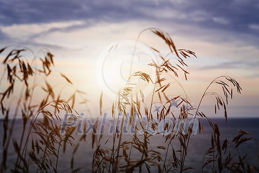 Tall grass stalks closeup against setting sun over sunset lake and sky Tall grass stalks closeup against setting sun over sunset lake and sky