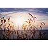 Tall grass stalks closeup against setting sun over sunset lake and sky