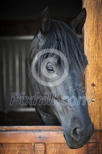 Head shot of a black horse looking out stable window Head shot of a black horse looking out stable window