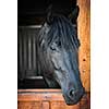 Head shot of a black horse looking out stable window