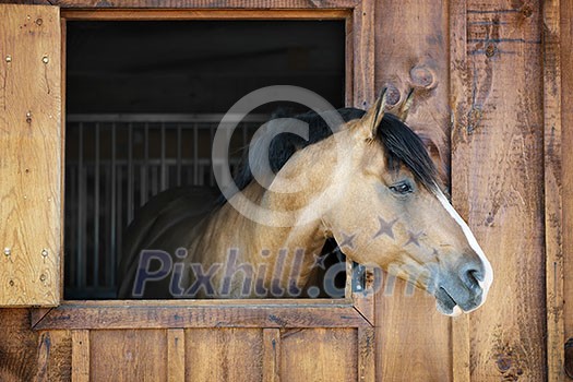 Curious brown horse looking out stable window