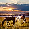 Horses grazing in a rural pasture at sunset with view of countryside