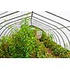 Small plastic covered greenhouse or hothouse interior with tomato plants