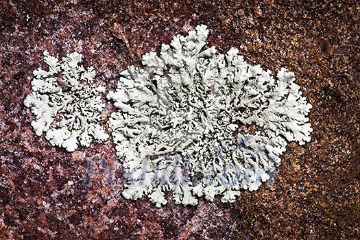 Closeup of lichen growing on porous rock surface Closeup of lichen growing on porous rock surface