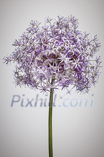 Pink and purple flowering onion flower head on white background Pink and purple flowering onion flower head on white background