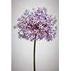 Pink and purple flowering onion flower head on white background