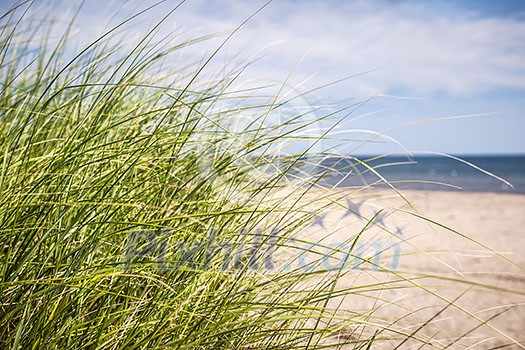 Grass growing on sandy beach at Atlantic coast of Prince Edward Island, Canada