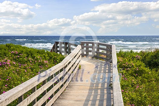 Wooden walkway leading to Atlantic ocean beach with wild rose flowers in Prince Edward Island, Canada.