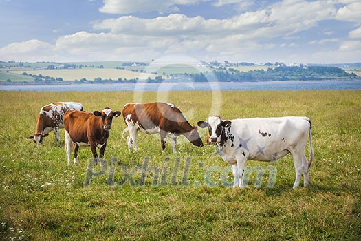 Herd of Ayrshire cows grazing in farm field at Prince Edward Island, Canada.