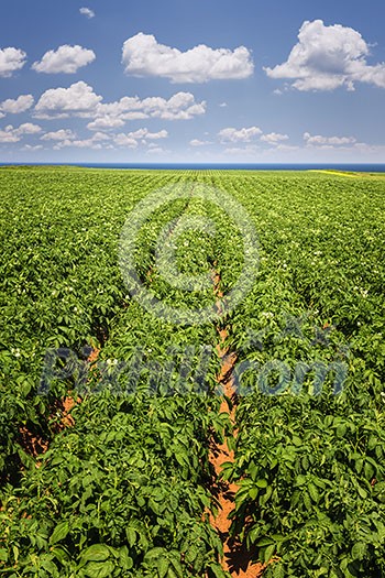 Rows of potato plants growing in large farm field at Prince Edward Island, Canada