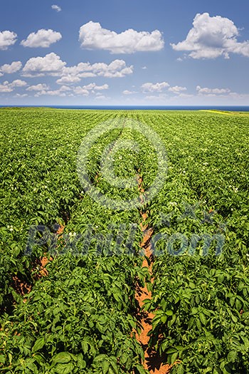 Rows of potato plants growing in large farm field at Prince Edward Island, Canada Rows of potato plants growing in large farm field at Prince Edward Island, Canada