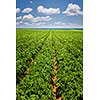 Rows of potato plants growing in large farm field at Prince Edward Island, Canada