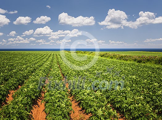 Rows of potato plants growing in large farm field at Prince Edward Island, Canada