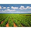 Rows of potato plants growing in large farm field at Prince Edward Island, Canada