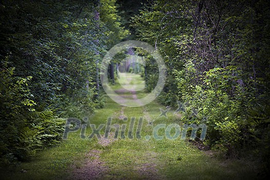 Dirt road lined with shrubs and trees through dense green forest. Intentionally shallow depth of field.