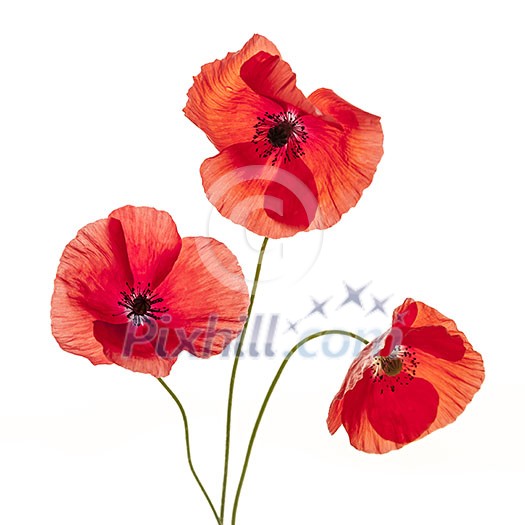 Three red poppy flowers isolated on white background, studio shot