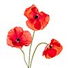 Three red poppy flowers isolated on white background, studio shot