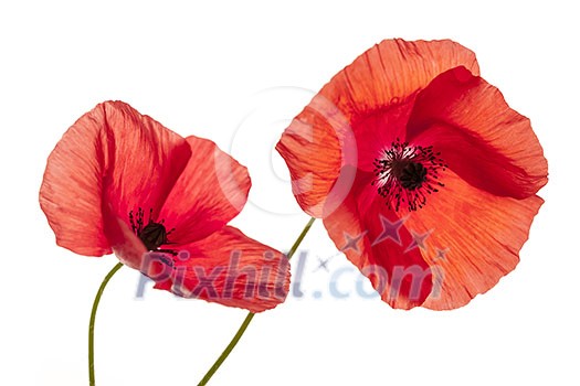 Two red poppy flowers isolated on white background, studio shot