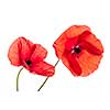 Two red poppy flowers isolated on white background, studio shot