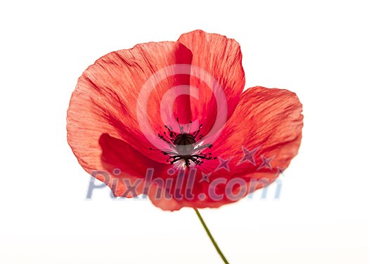 One red poppy flower isolated on white background, studio shot One red poppy flower isolated on white background, studio shot