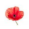 One red poppy flower isolated on white background, studio shot