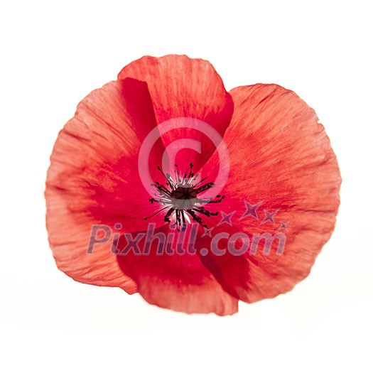 One red poppy flower isolated on white background, studio shot One red poppy flower isolated on white background, studio shot