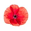 One red poppy flower isolated on white background, studio shot