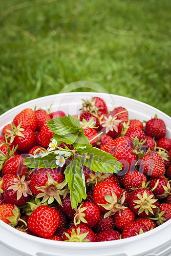 Freshly picked strawberries in bucket outside on green grass with copy space
