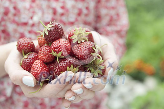 Closeup of female hands holding freshly picked strawberries with copy space