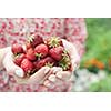 Closeup of female hands holding freshly picked strawberries with copy space
