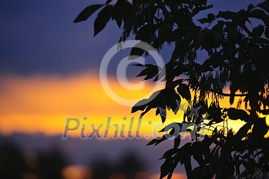 Silhouette of tree branches and leaves over colorful sunset