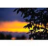 Silhouette of tree branches and leaves over colorful sunset