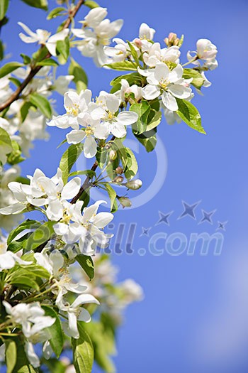 Blooming apple tree branches in spring orchard