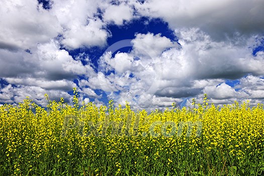 Agricultural landscape of canola or rapeseed farm field in Manitoba, Canada