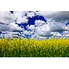 Agricultural landscape of canola or rapeseed farm field in Manitoba, Canada