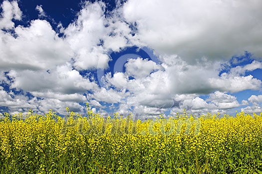 Agricultural landscape of canola or rapeseed farm field in Manitoba, Canada Agricultural landscape of canola or rapeseed farm field in Manitoba, Canada