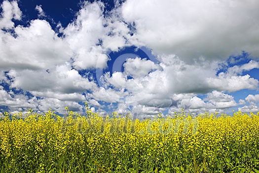 Agricultural landscape of canola or rapeseed farm field in Manitoba, Canada