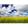 Agricultural landscape of canola or rapeseed farm field in Manitoba, Canada