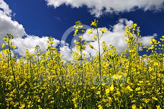 Canola or rapeseed plants growing in farm field, Manitoba, Canada