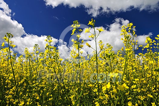 Canola or rapeseed plants growing in farm field, Manitoba, Canada Canola or rapeseed plants growing in farm field, Manitoba, Canada