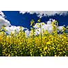 Canola or rapeseed plants growing in farm field, Manitoba, Canada